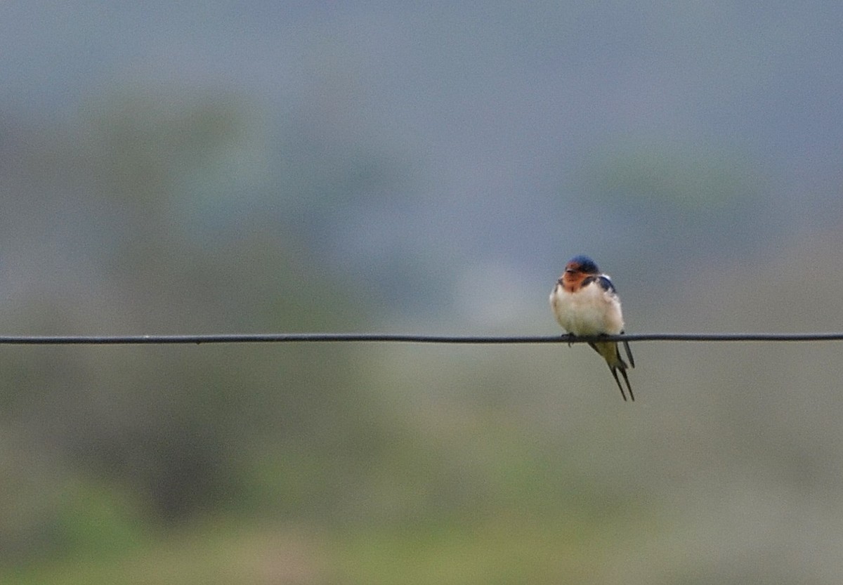 Barn Swallow (American) - ML377061861