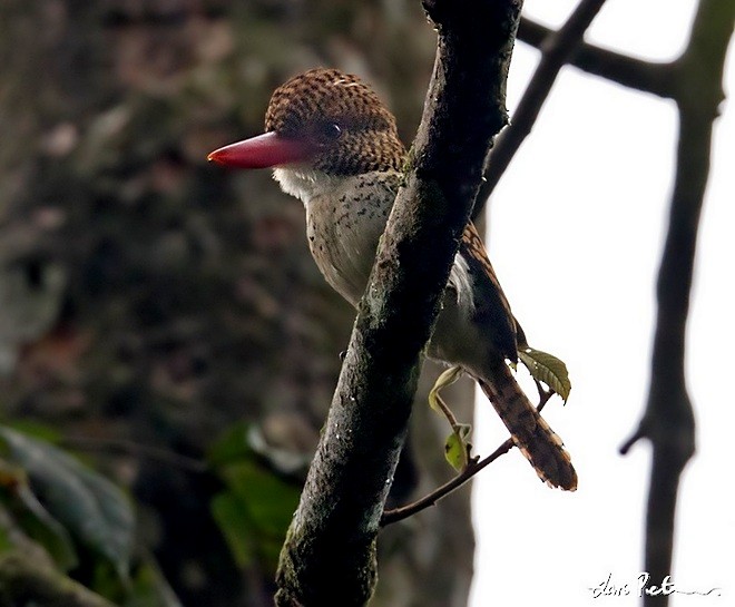 Banded Kingfisher (Banded) - ML377063331