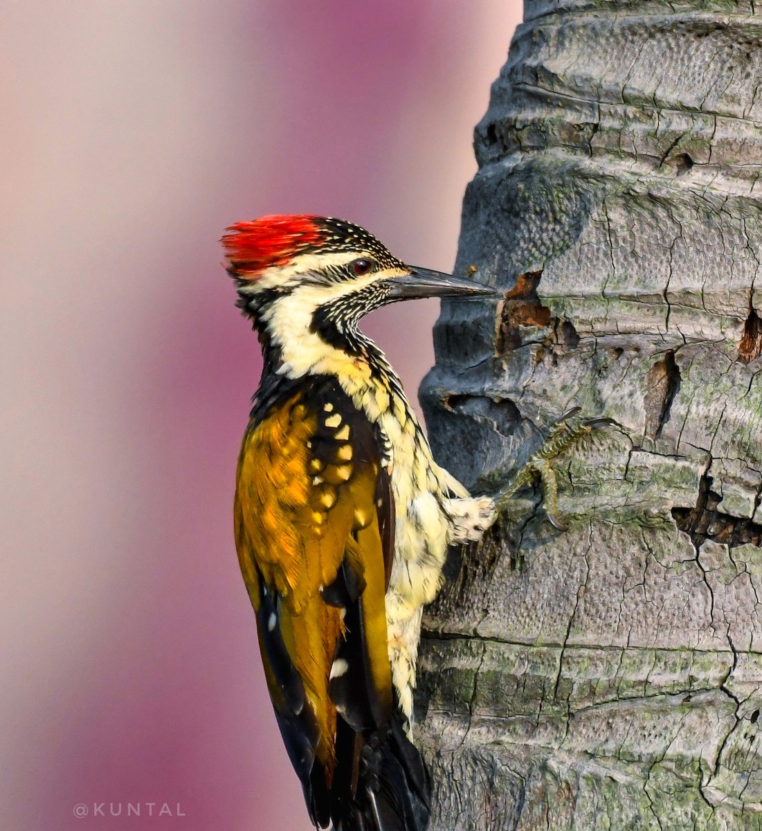 Black-rumped Flameback - Kuntal Roy