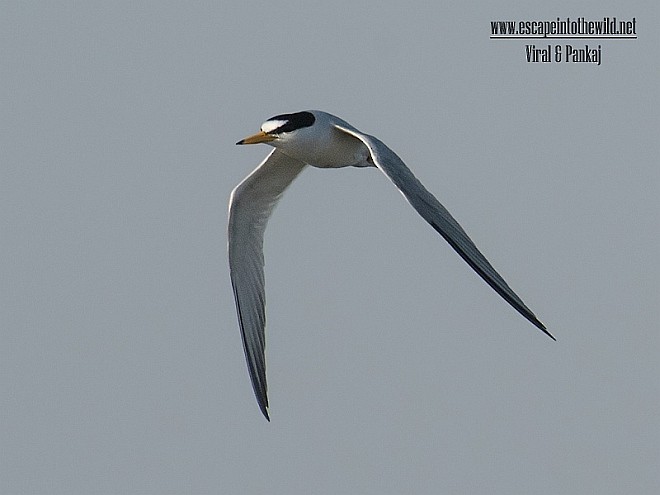 Little Tern - ML377063911