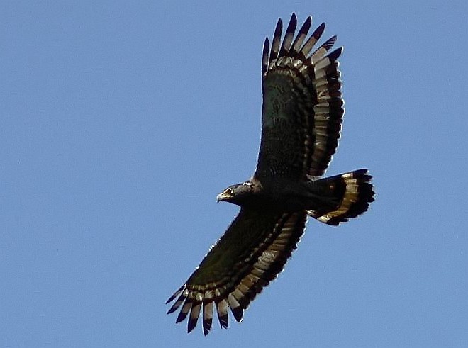 Crested Serpent-Eagle (Andaman) - ML377063931