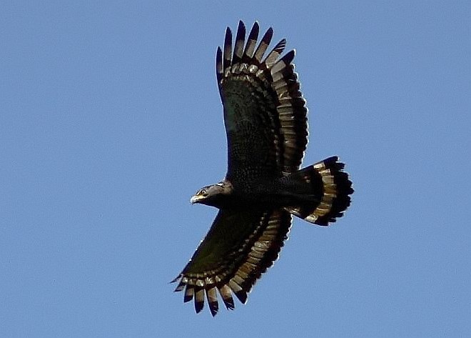 Crested Serpent-Eagle (Andaman) - ML377063951