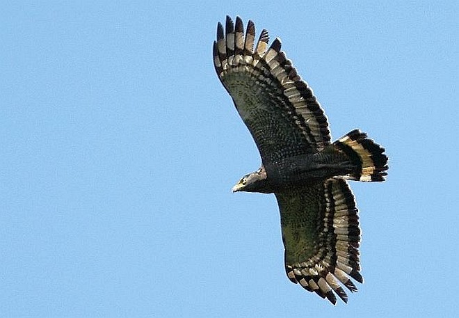 Crested Serpent-Eagle (Andaman) - prosenjit singhadeo