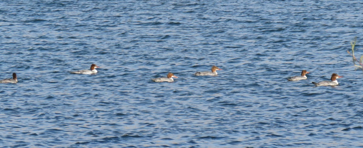 Common Merganser - Mark  Ludwick