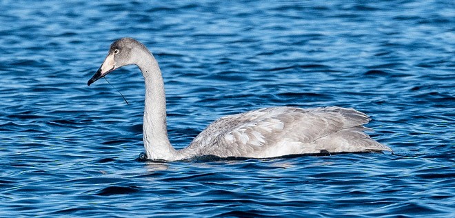 Whooper Swan - ML377064921