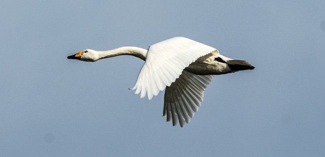 Whooper Swan - ML377064941