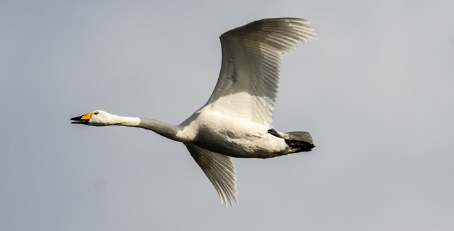 Whooper Swan - ML377065041