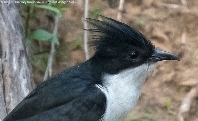 Pied Cuckoo - ML377065701