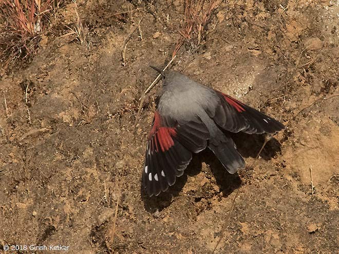 Wallcreeper - ML377067221