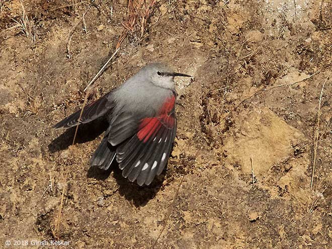 Wallcreeper - ML377067471