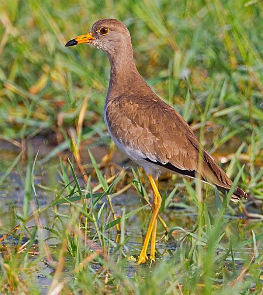 Gray-headed Lapwing - ML377067521