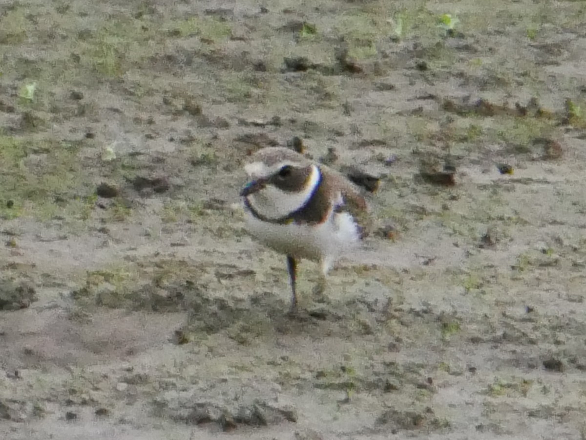Semipalmated Plover - ML377069261