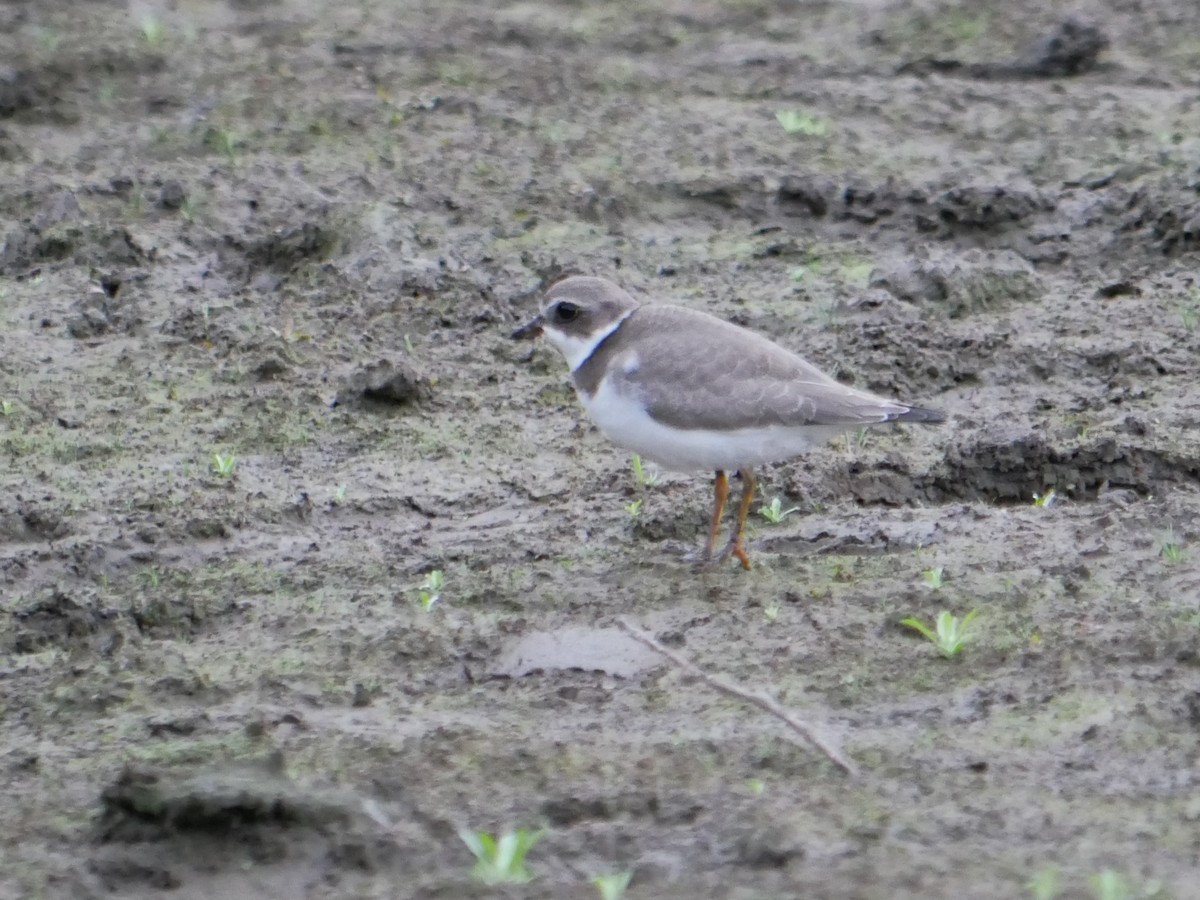 Semipalmated Plover - ML377069481