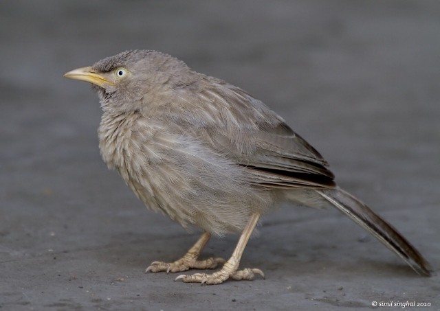 Jungle Babbler - ML377069781