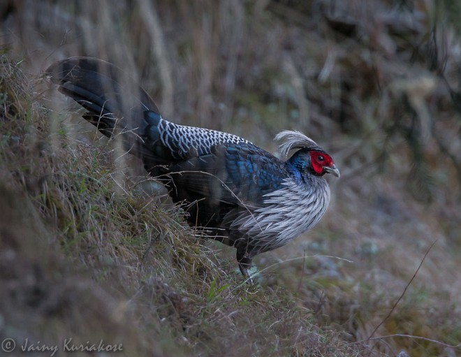 Kalij Pheasant - Jainy Kuriakose