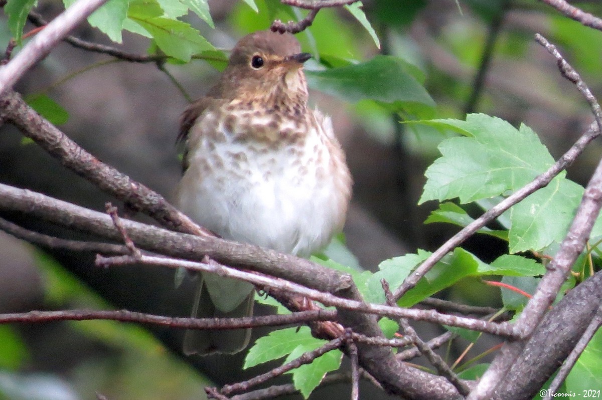 Swainson's Thrush - ML377071541