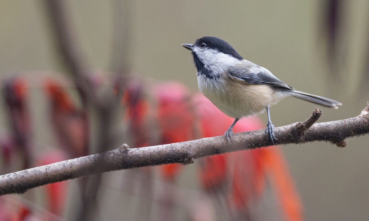 Black-capped Chickadee - ML377072261