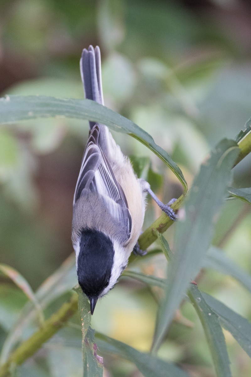 Black-capped Chickadee - ML377072551