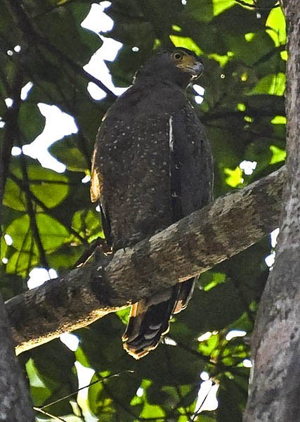 Crested Serpent-Eagle (Andaman) - ML377072771