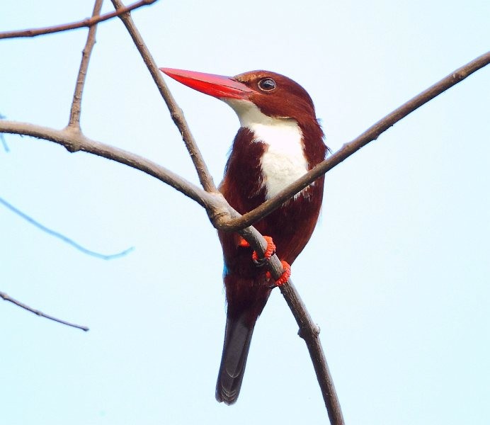 White-throated Kingfisher - Ramon Quisumbing