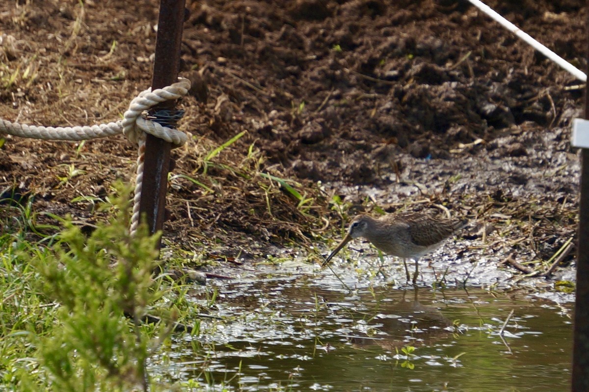 Short-billed Dowitcher - ML37707401