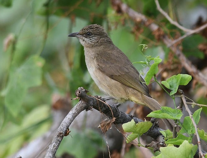 Streak-eared Bulbul - ML377074791