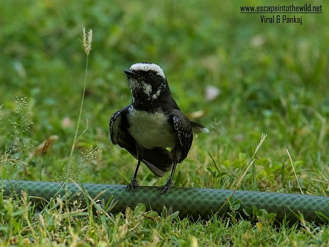 White-browed Fantail - ML377075151