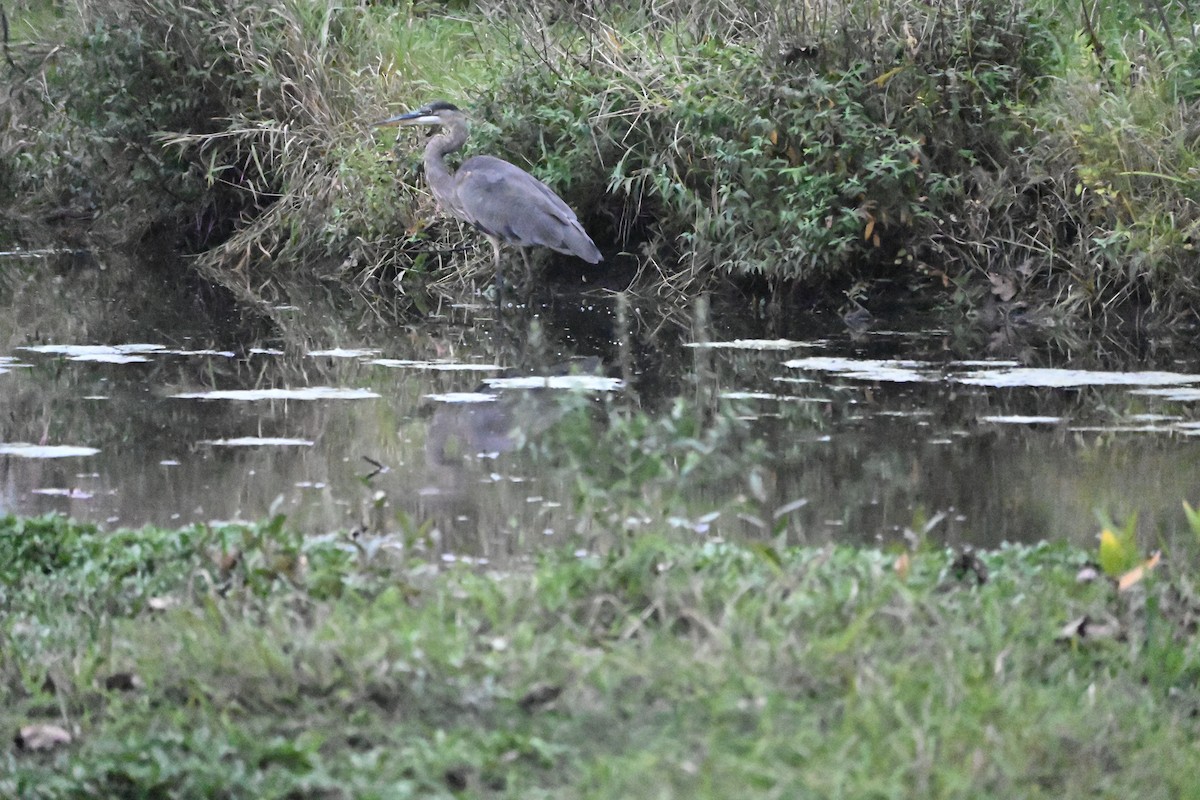 Great Blue Heron - ML377076261