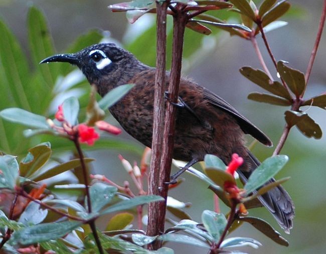 White-eared Myza - ML377076371