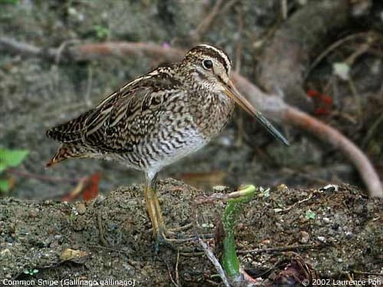 Common Snipe - ML377077161