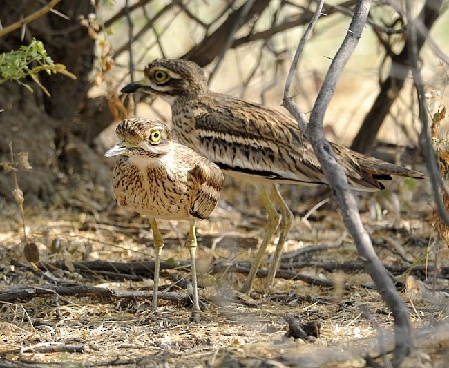 Indian Thick-knee - ML377078541