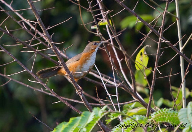 Red-eyed Scimitar-Babbler - ML377078591