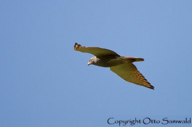 Rufous-winged Buzzard - ML377078621