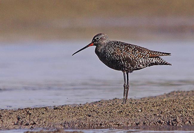 Spotted Redshank - ML377079221