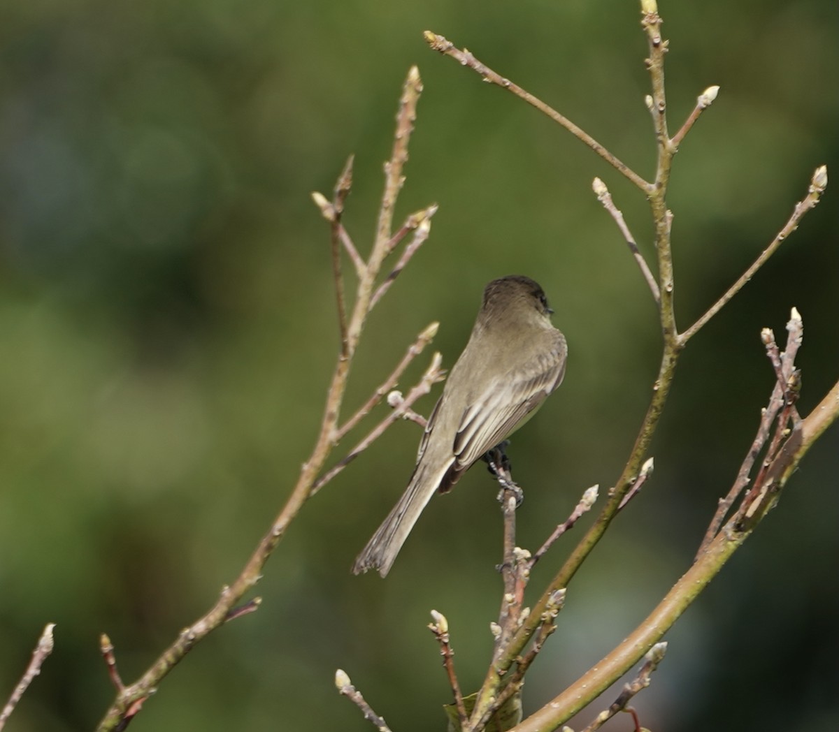 Eastern Phoebe - ML377079691