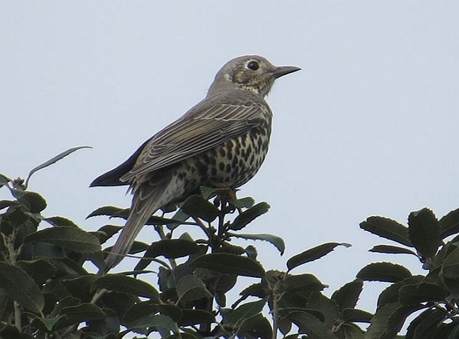 Mistle Thrush - ML377080901