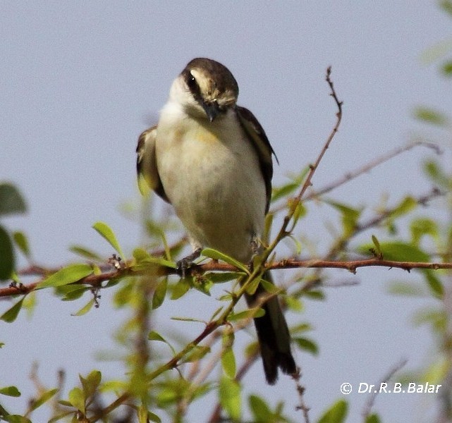 White-bellied Minivet - ML377080951