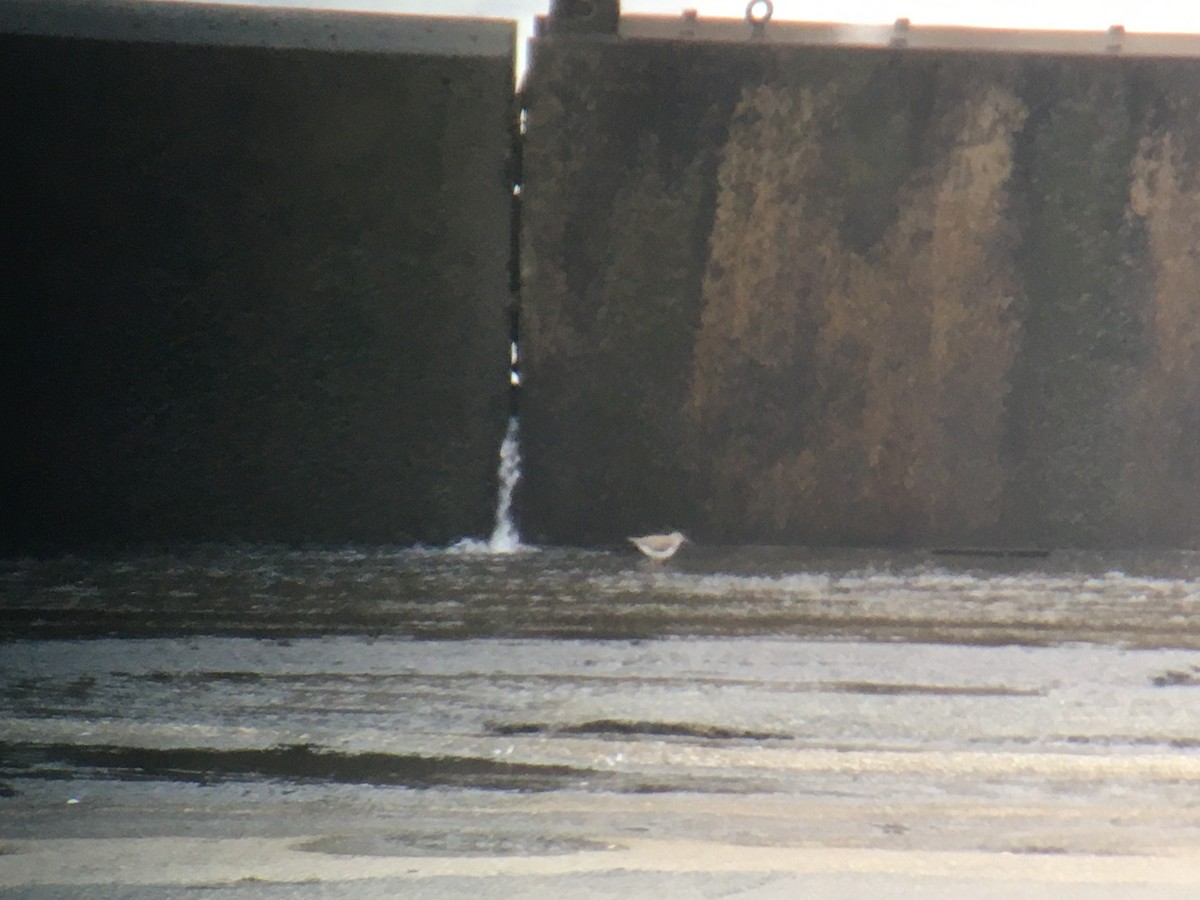 Spotted Sandpiper - ML377081981