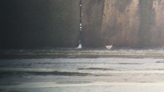 Spotted Sandpiper - ML377082051