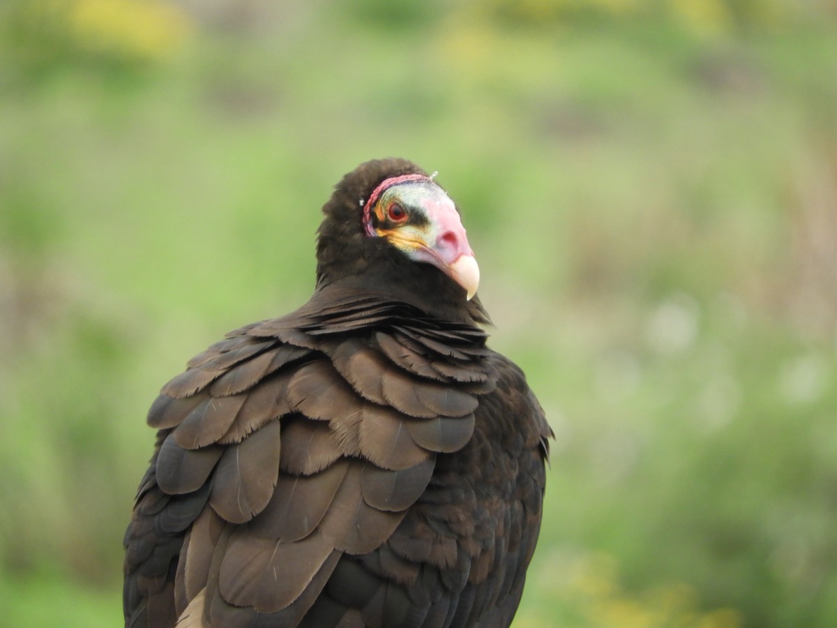 Lesser Yellow-headed Vulture - Silvia Enggist