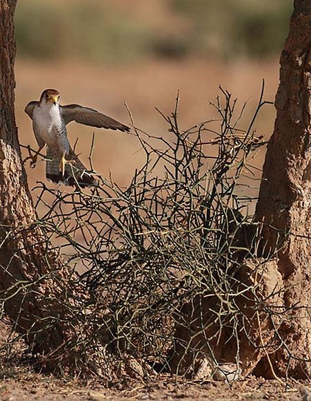 Red-necked Falcon (Asian) - ML377082861