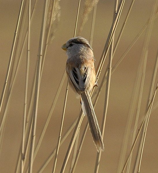 Paradoxornis du Yangtsé (polivanovi) - ML377083601