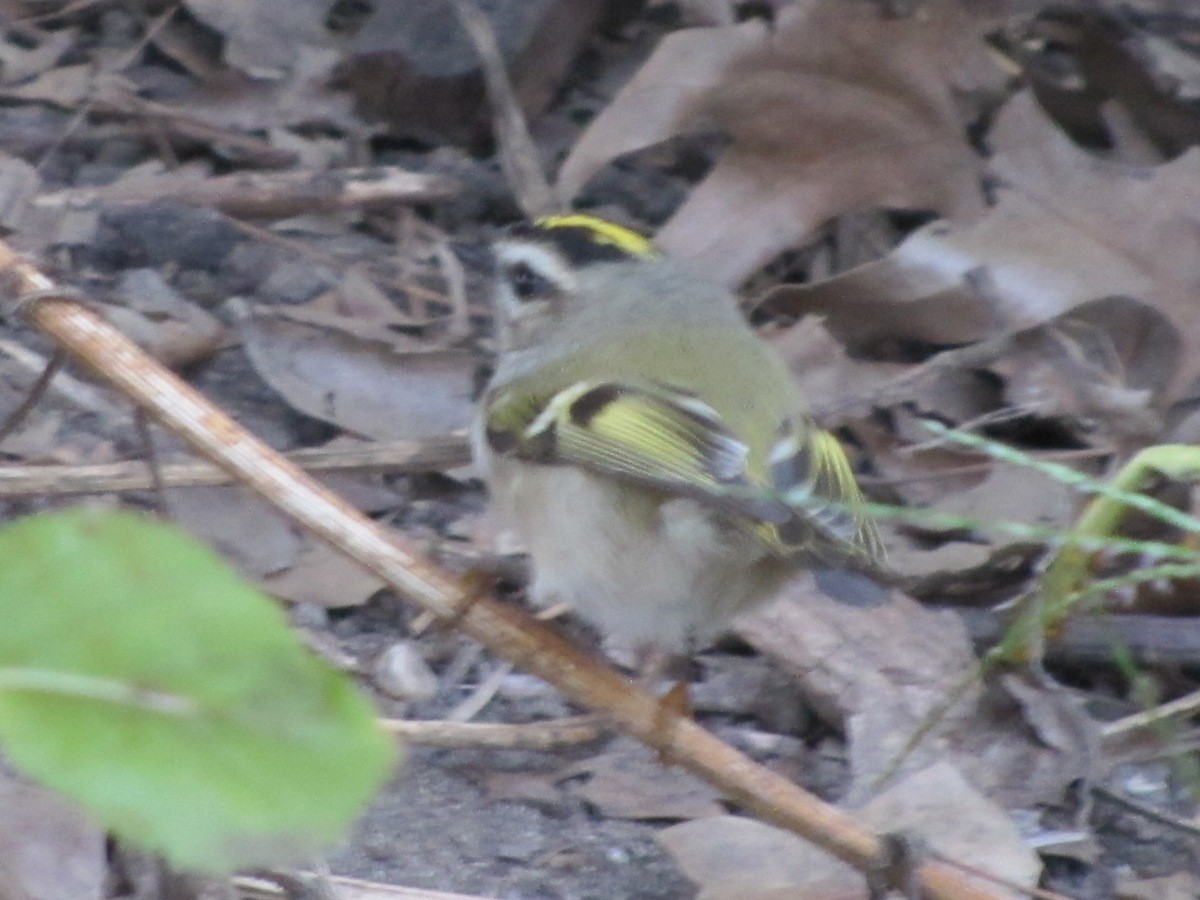 Golden-crowned Kinglet - ML37708381