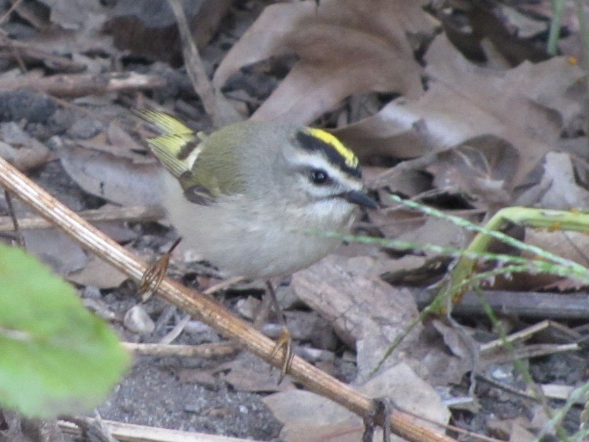 Golden-crowned Kinglet - ML37708391
