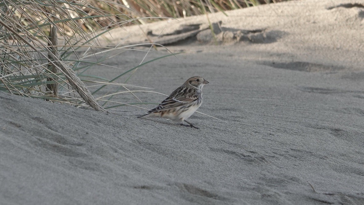 Lapland Longspur - ML377083981