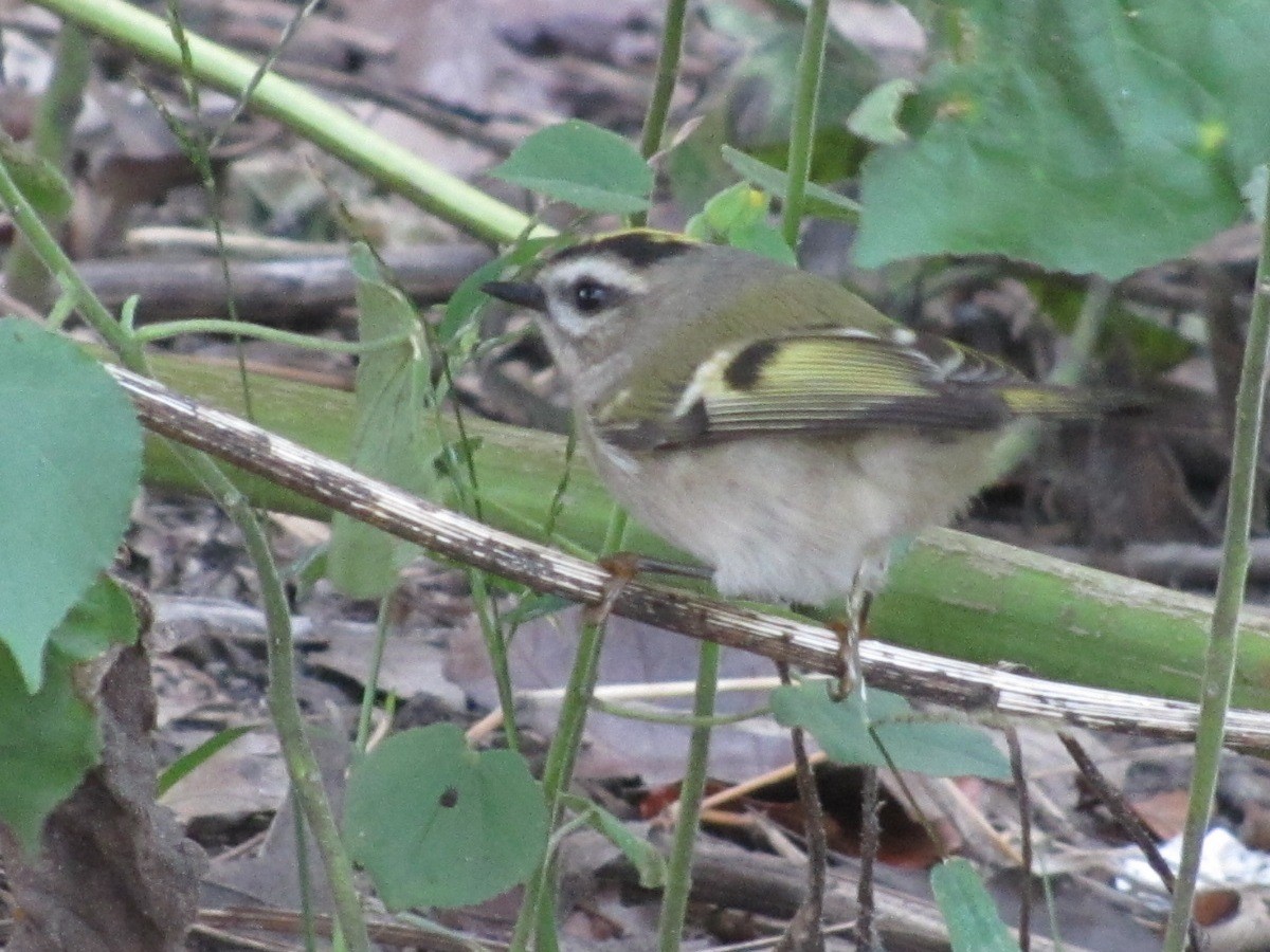 Golden-crowned Kinglet - ML37708401