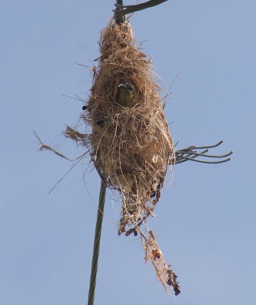 Ornate Sunbird - ML377084461