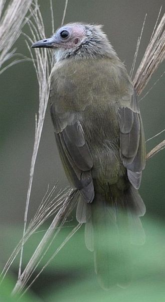 Bare-faced Bulbul - ML377085791