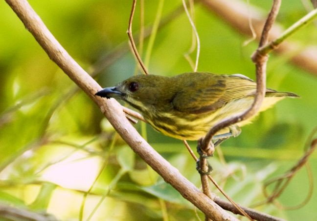 Yellow-breasted Flowerpecker - ML377086461