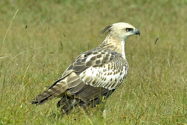 Changeable Hawk-Eagle (Crested) - Chameekera Meewaddana
